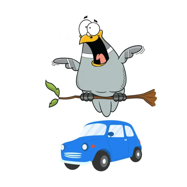 ریدن کبوتر روی ماشین